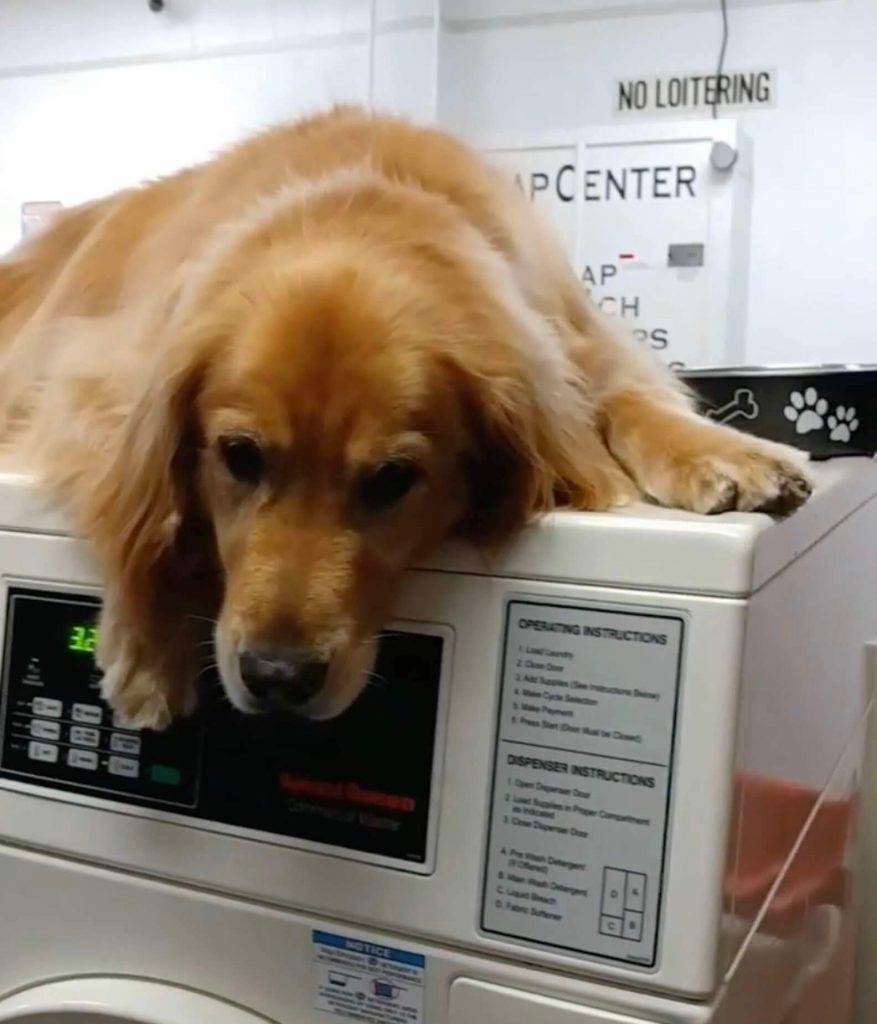 Забавная привычка: в США собака ежедневно лежит на стиральных машинах (ФОТО, ВИДЕО)