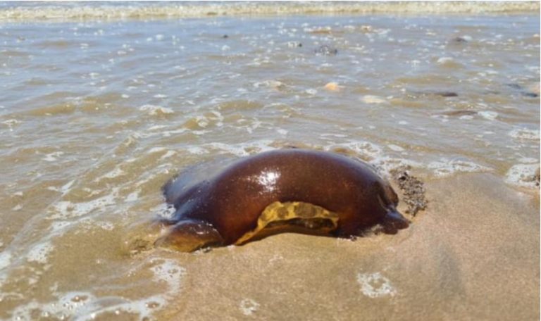 В Австралии на побережье нашли загадочное коричневое существо (ФОТО)