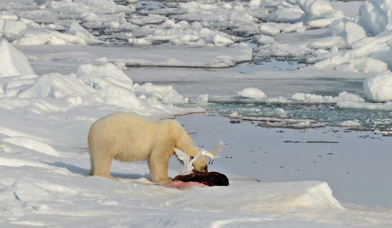 Охота белого медведя на воде попало на видео