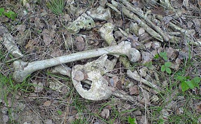 На Черниговщине нашли скелетированные останки человека