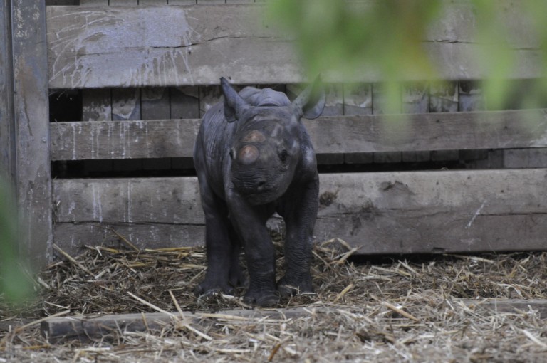В британском зоопарке родился детеныш исчезающего вида носорога (ФОТО)