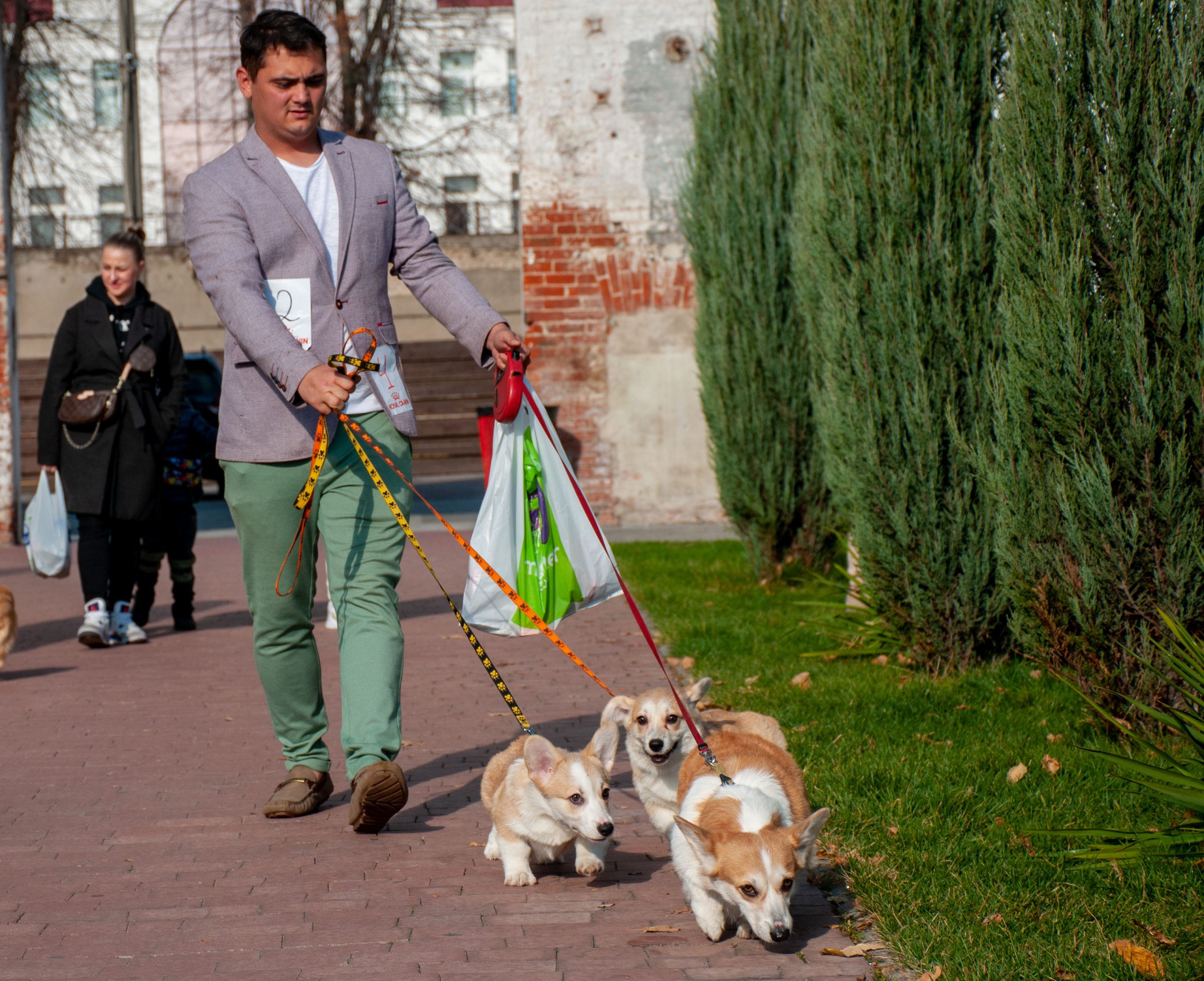 В Харькове состоялся международный фестиваль собак Club №1 Fest