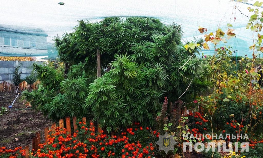 На Николаевщине у семейной пары нашли «джунгли» из конопли (ФОТО)