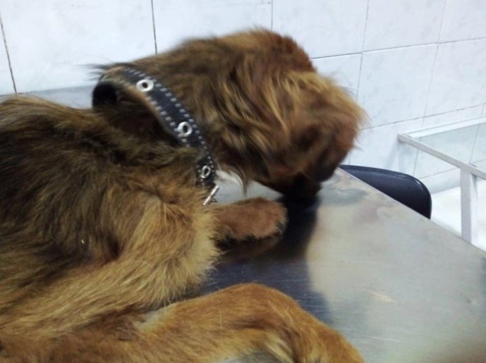 В Мелитополе травмированная собака сама пришла к людям за помощью (ФОТО)
