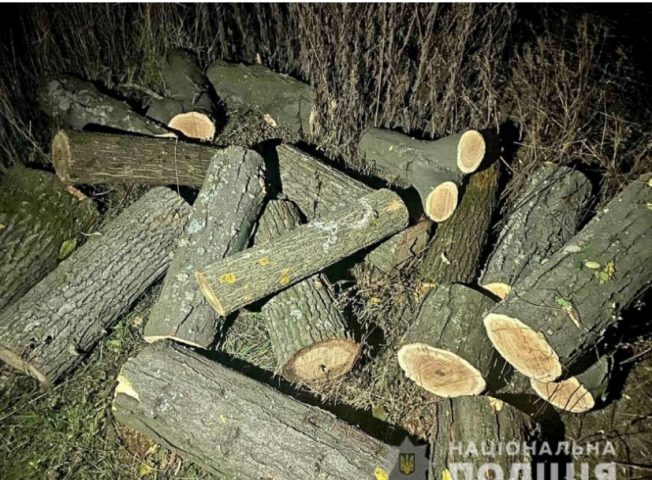 В Николаевской области на «горячем» поймали «черных лесорубов»
