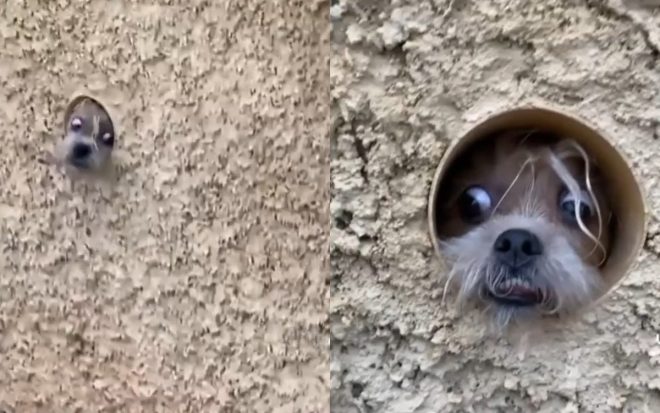 Собака удивила хозяйку необычной встречей после работы (ФОТО, ВИДЕО)