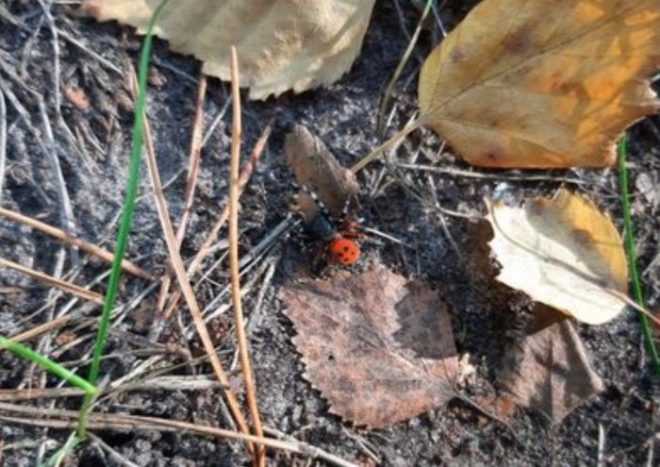 Ядовитый и редкий: в лесу на столичной Троещине заметили опасного паука (ФОТО)