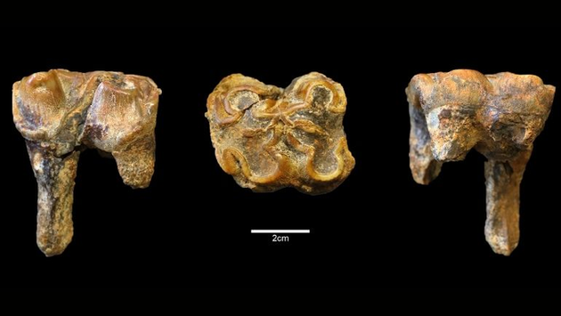 В Великобритании нашли останки бегемота, которым 1 миллион лет (ФОТО)
