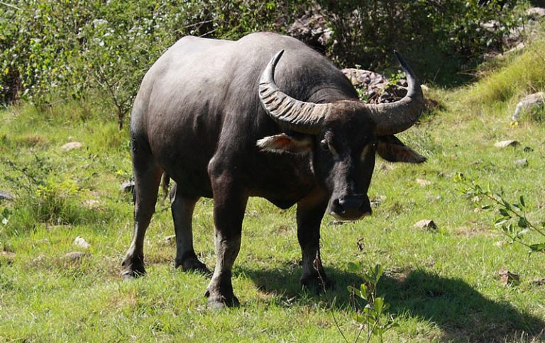 В Тернополе из зооуголка сбежали буйволы и разгуливали по дороге (ВИДЕО)