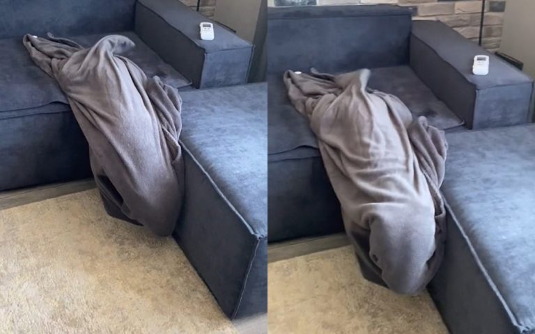  «Хвостатый плед»: Бультерьер смешно «спрятался» в одеяле (ФОТО, ВИДЕО)