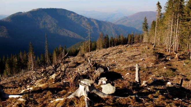 Риски стихийных вырубок леса на дрова существуют – эксперт