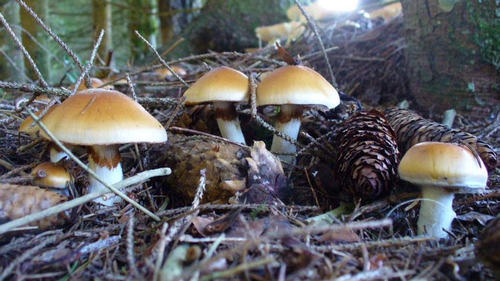 В Харьковской области два человека умерли из-за отравления грибами