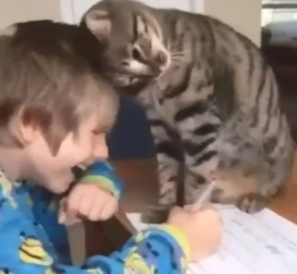 Властный кот отвлекал юного хозяина от домашнего задания (ВИДЕО)