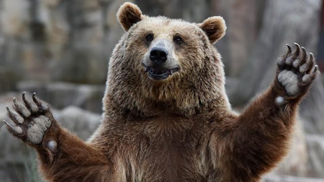 Медведь пришел на свадьбу и совершенно не испугал гостей: забавное видео