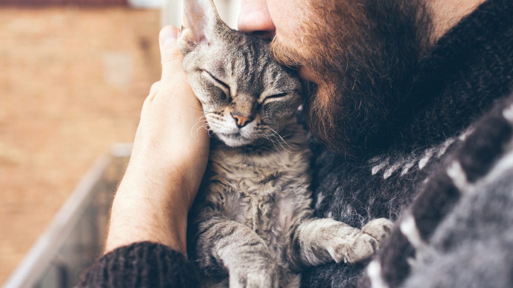 Кошки оказались способны привязываться к людям на всю жизнь