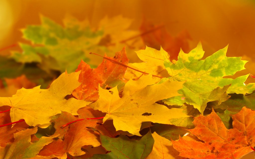 Осенняя листва может навредить здоровью &#8211; иммунолог