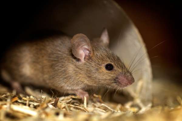 В супермаркете Запорожья мышь бегала в холодильнике с полуфабрикатами (ВИДЕО)