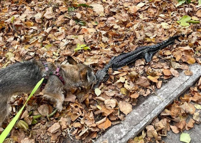 В Киеве в куче опавшей листвы заметили крокодила (ФОТО)