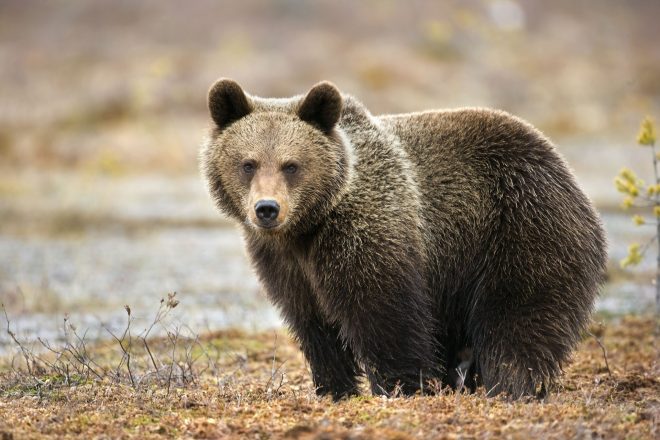 Вежливый медведь на заправке воспользовался санитайзером (ВИДЕО)