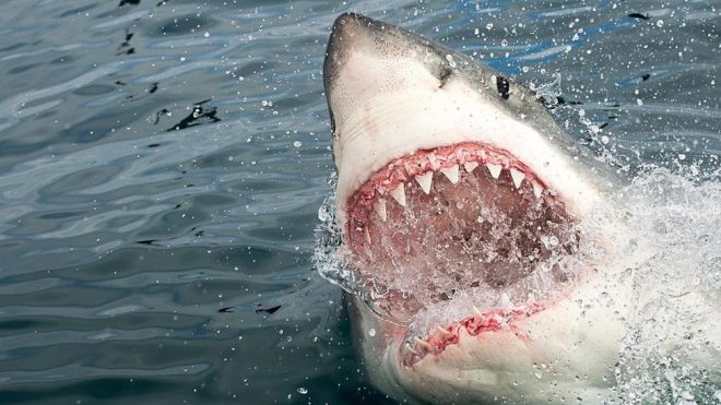 В Австралии на глазах жены на 57-летнего британца напали сразу две акулы