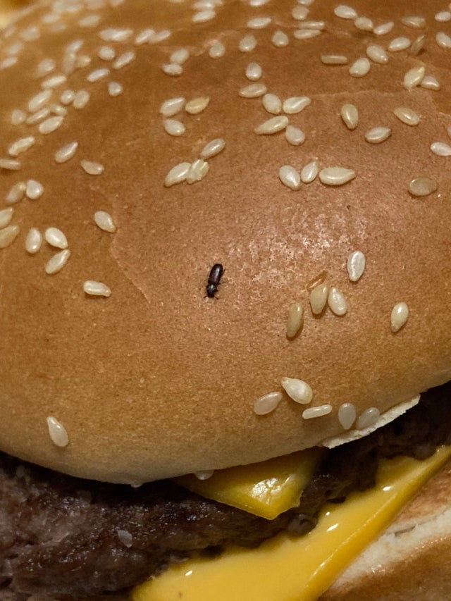 В гамбургере из McDonald&#8217;s нашли запеченного жука (ФОТО)