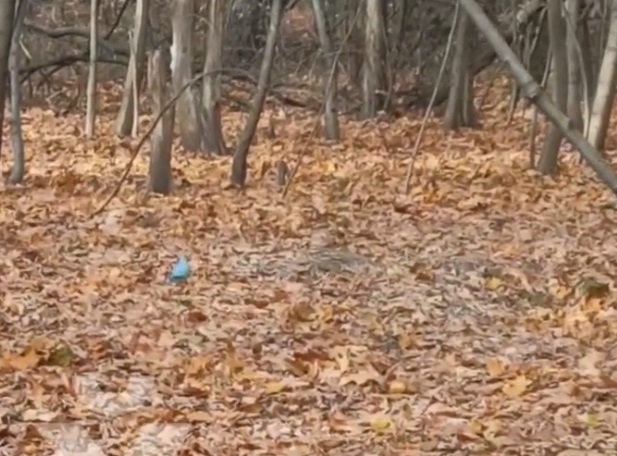 В лесу Харькова заметили попугая (ФОТО, ВИДЕО)