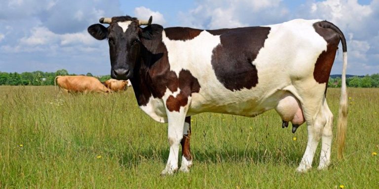 Жительница Одесской области украла корову и сдала на мясо