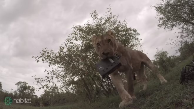 Львица украла камеру и «сняла» забавное видео (ВИДЕО)