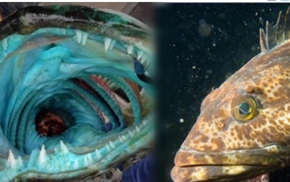 Найдена рыба, которая теряет и отращивает по 20 зубов в день (ФОТО)