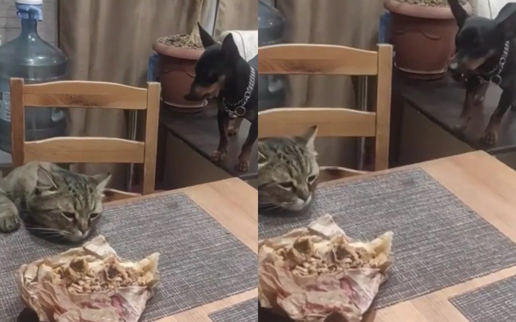 Пес помешал коту своровать хозяйскую еду со стола (ФОТО, ВИДЕО)