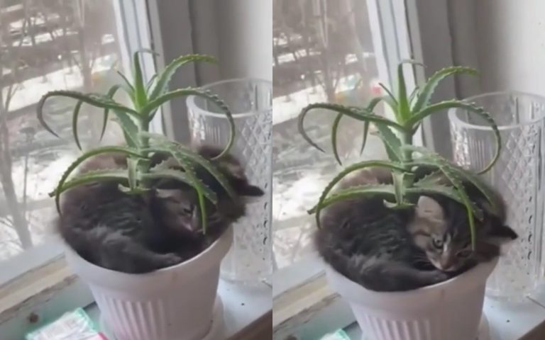 «Пушистое алоэ»: котенок хорошо устроился в горшке с колючим растением