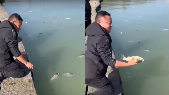 В Китае тысячи пьяных рыб всплыли на поверхность озера (ФОТО, ВИДЕО)