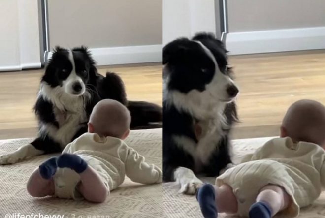 Пес подыграл малышу в его ребячестве (ВИДЕО)