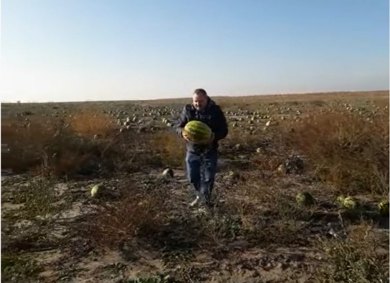 На Херсонщине нашли очередное поле «метровых арбузов» (ФОТО)