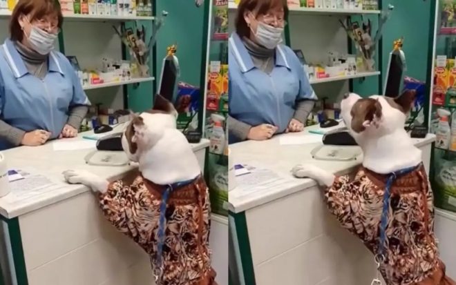 «Требую жалобную книгу!»: пес остался недоволен сервисом в магазине (ФОТО, ВИДЕО)