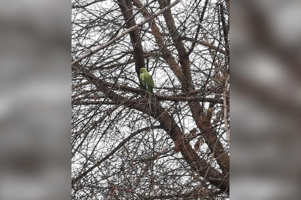 В Днепре на дереве заметили попугая и думают, как его изловить (ФОТО)