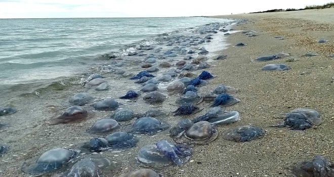 В Одесской области на берег выбросило около миллиона медуз (ФОТО)