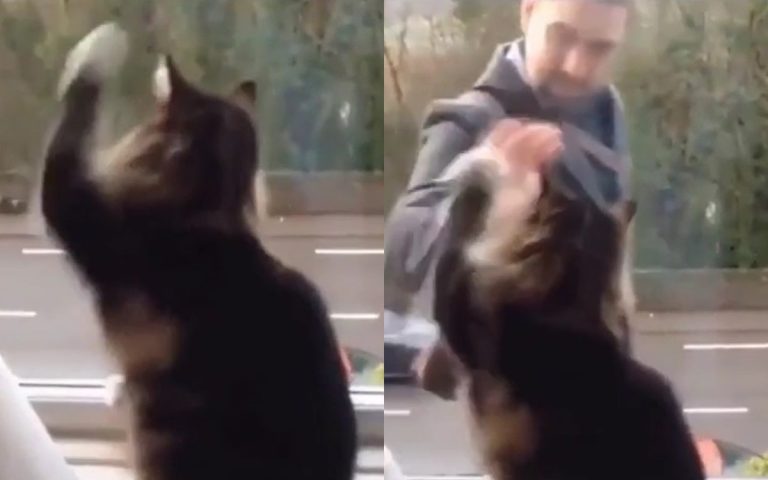 «Я тоже так хочу»: дружелюбный кот умилил пользователей интернета (ФОТО, ВИДЕО)