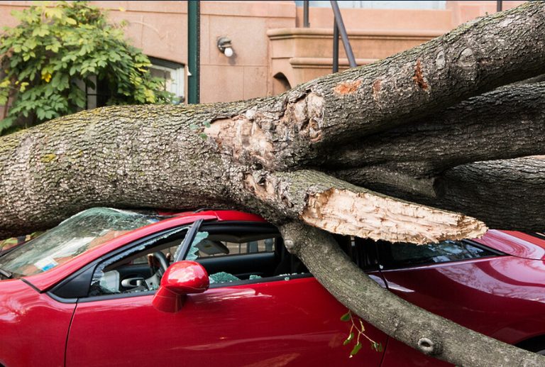 В Киеве из-за ветра начался «деревопад»: повреждены автомобили (ФОТО, ВИДЕО)