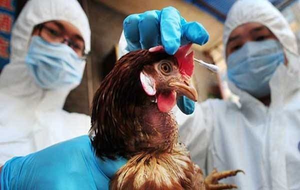 В Южной Корее за год зафиксировали 8-ю вспышку птичьего гриппа