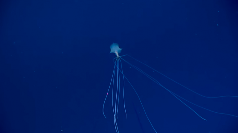 В глубине Мексиканского залива засняли жуткого кальмара (ФОТО, ВИДЕО)