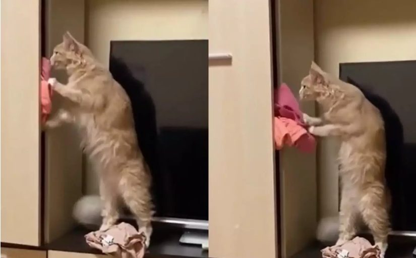 Кошка наводила порядок в шкафу и выбросила вещи хозяйки (ФОТО, ВИДЕО)
