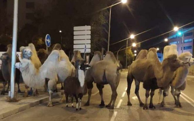 В Испании на улицах обнаружили восьмерых верблюдов и ламу, сбежавших из цирка (ФОТО)