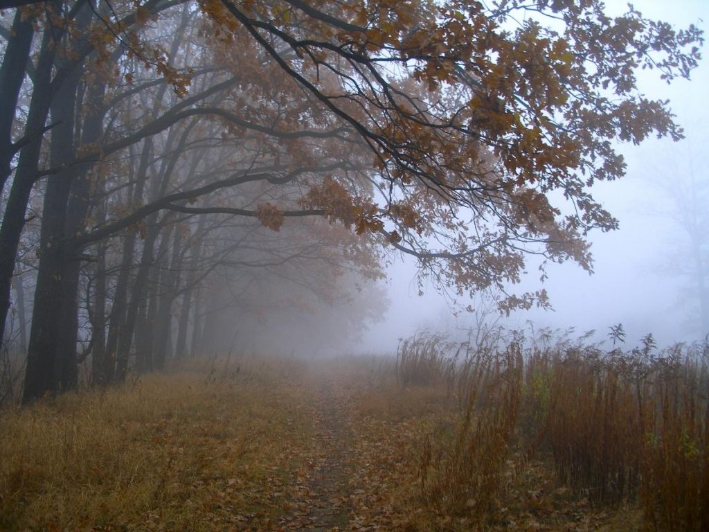 Погода 25 ноября: антициклон принесет в Украину потепление