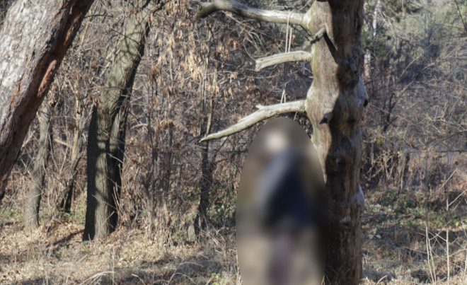 В Днепропетровской области на дереве нашли повешенным мужчину со спущенными штанами (ФОТО)