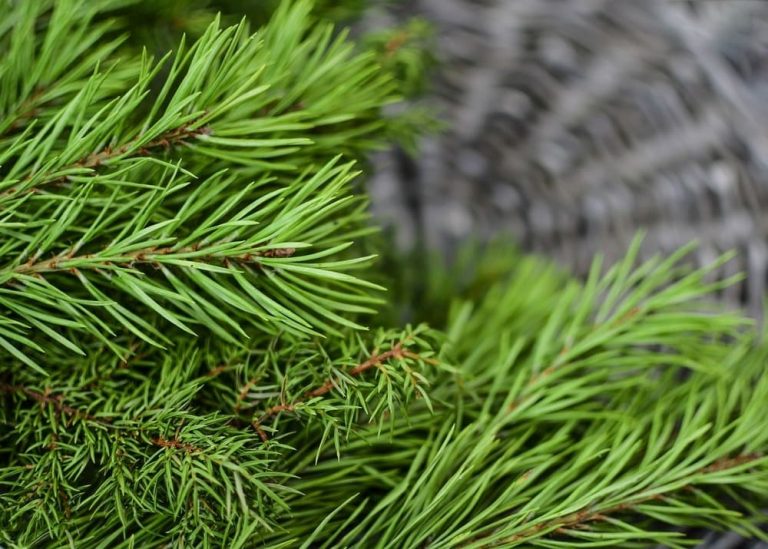 В Киеве с 15 декабря начнут продавать новогодние елки