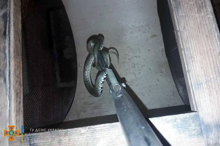 В Днепре в частный дом мужчины заползла змея (ФОТО)
