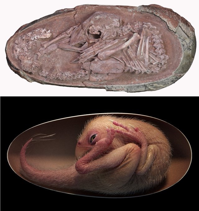 Исследовано окаменелое яйцо динозавра: что нашли внутри (ФОТО)