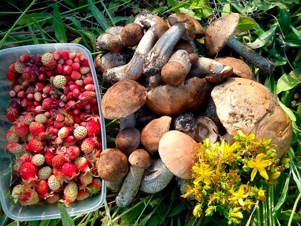 71 гривна за гриб: Украинцев будут штрафовать за сбор ягод и грибов (ФОТО)