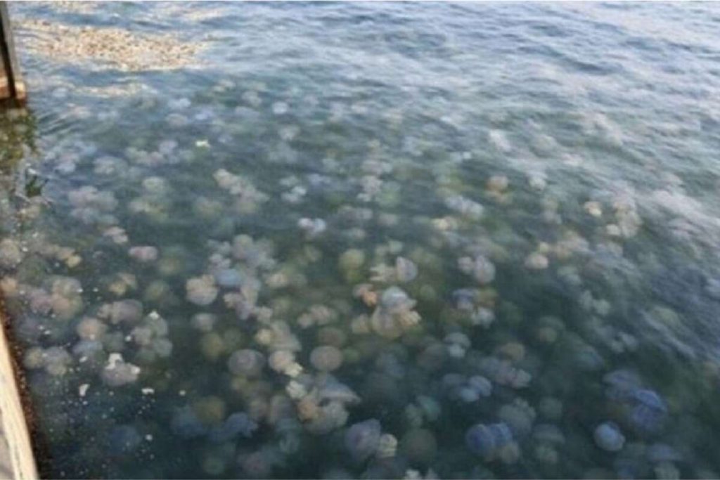 Азовское море кишит медузами, вода как кисель (ФОТО)